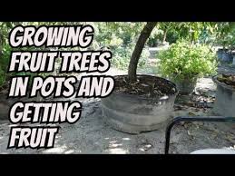 Growing Fruit Trees In Containers
