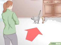 Learn more about which surprising smells cats hate, including citrus, lavender, and a dirty litter box. How To Get Rid Of Cat Spray Odor 12 Steps With Pictures