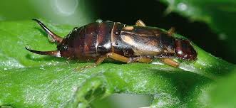 how to get rid of earwigs in the garden