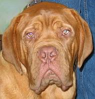 Dogue De Bordeaux Dog Working Dog Breeds From The Online