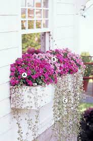 window box flowers for shade