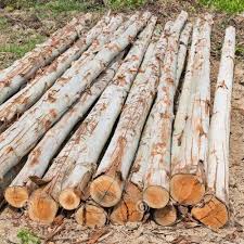 Brown Eucalyptus Wood Logs At Best