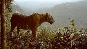 Watch Extremely Endangered Tiger Losing Habitat And Fast