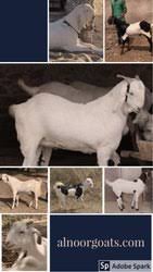 Sojat Breed Goat White Sojat Goat Wholesale Trader From
