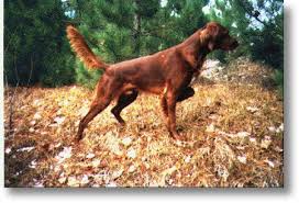 The above puppy listing has been produced with information supplied in good faith by members of this site. Irish Setter Breeders Ironfire Setters