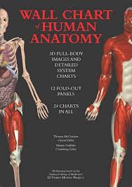 All anatomy charts are available in 19.7 x 26.6 in (50 x 67 cm) unless. Anatomy Overlay Chart 17 Best Images About Iridology On Pinterest Foot Anatomical Wall Charts And Posters From 3b Scientific Are Ideal For Teaching Human Anatomy Patient Education And Medical Studies Ranc Akbana
