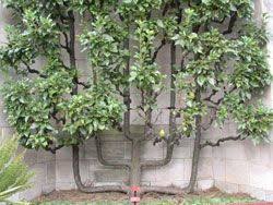 what are espaliered fruit trees