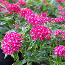 south florida perennial flowers to plant