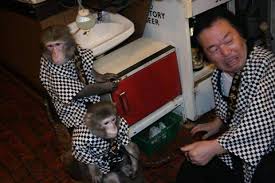 Image result for Fukuchan Monkey in wig, mask, works Restaurant!