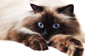 It is one of the six siamese points. Himalayan Cat Facts