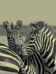 Native habitat of zebra species the three species of zebras and their subspecies live in different countries across africa. Zebra Habitat