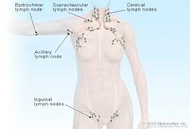 Illustration Picture Of Lymphatic System Lymph Nodes
