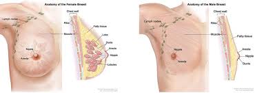 lymph nodes and t cancer