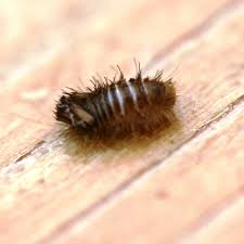 carpet beetle larvae the unseen pests