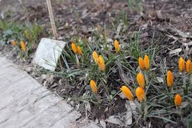 Here is a list of spring flowers to enjoy! Yellow Crocus Snowdrops Spring First Spring Flowers Vegetation Transparent Through Tender Snow Symbol Seasonal Season Park Forest Outdoor Nature Garden Gardening Background Natural Meadow Landscape Fresh Flowers Floral Flora