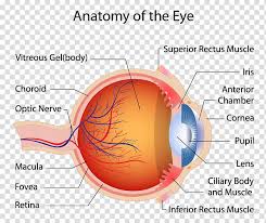human eye diagram retina anatomy eye