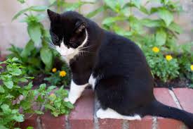 how to keep cats out of flower beds the