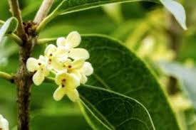 Una delle piante che producono fiori bianchi per eccellenza è il gelsomino: Migliori Arbusti Profumati Scopri Gli Arbusti Che Hanno Un Buon Profumo It Haenselblatt Com