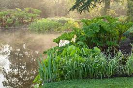 Choosing Pond Plants Rhs Gardening