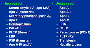 infection on lipids and lipoproteins