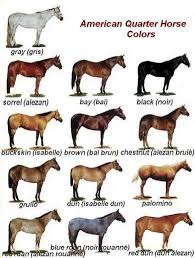 Image Result For Horse Colors Horse Color Chart Quarter
