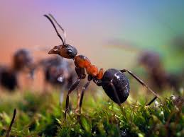 Besser als jede chemische keule und oft effektiver als alte hausmittel ist die regulierung des ameisenbestandes durch natürliche feinde, fressfeinde. Ameisen Im Garten Arten Bekampfung Nutzen Und Mehr