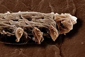 the tiny mites that call it home
