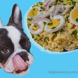can-dogs-have-egg-salad