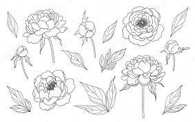 Peony coloring pages provided for. Contoured Simple Peony Flowers Buds And Leaves Isolated On White Background Floral Set Template For Laser Cutting Tattoo Design Stamping Coloring Page Monochrome Vector Illustration Premium Vector In Adobe Illustrator Ai