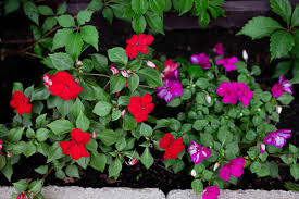 how to grow and care for impatiens