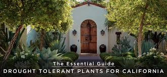 Drought Tolerant Plants For California