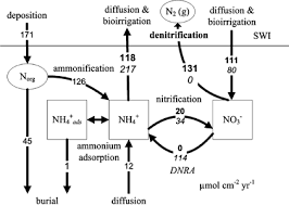 Due to the nitrogen cycle, nitrates and nitrites are released into the soil which helps in enriching the soil with nutrients needed for cultivation. Modeling Nitrogen Cycling In A Coastal Fresh Water Sediment Springerlink