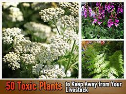 50 toxic plants to keep away from your