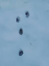 Erkennst du an einem bild, um welche tierspuren es sich handelt? Tierspuren Im Schnee Waldpadagogik Urbach E V
