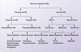 Give The Flowchart Of Nervous System Of Human Beings Pls