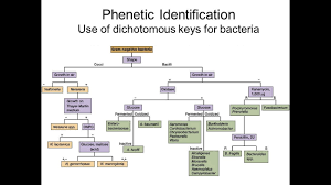 Creating A Dichotomous Key Phenetic Identification Of Bacteria Part 2