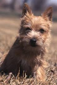 Everything about pets in norwich, norfolk on gumtree. Norwich Terriers What S Good About Em What S Bad About Em