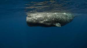 Gigi paus sperma bahwa bisa tumbuh sepanjang 67 kaki (20 meter), lho. Misteri Paus Sperma Kerdil Ditemukan Mati Di Laut Pandeglang