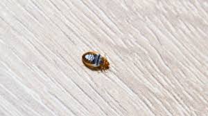 Bed Bugs On Walls Effective Remedies