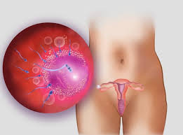 Imagini pentru ovulatia