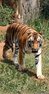 Download the perfect cute animals pictures. Asia Page 2 Travelfunphotos Animals Beautiful Big Cats Animals Wild