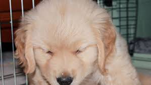 But it can also result in you losing your sanity if you're not getting enough sleep because your puppy keeps you up all night! Stop Golden Retriever Whining Golden Retrievers Training