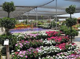 Patio Color At Green Acres Nursery And