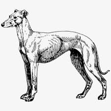 Image result for greyhound clip art free