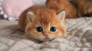 cutest kitten you