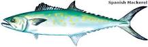 Is Spanish mackerel like tuna?