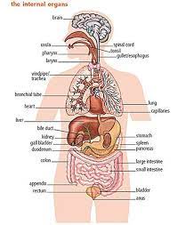 Esophagus pancreas stomach gall bladder liver lungs spleen heart small intestines large intestines urinary bladder testis kidney. The Internal Organs Human Body Diagram Body Organs Diagram Human Body Organs