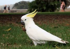 Image result for cockatoo