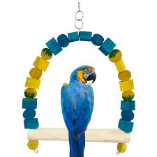 blue and gold macaw swing parrot dipankar