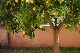 lemon tree problems how to fix
